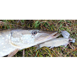 CHATTERBAIT - KÖDERFISCH - SYSTEM / RAUBFISCHSYSTEM STINGER 3G, HAKEN GR.2