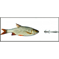 Halteklammern Standard Bavaria Köderfisch System