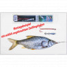 Starterset Nr.1 Standard   Bavaria Köderfisch System als Weihnachtsgeschenk