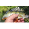 RuckZuck-Köderfisch-System "MICRO/MINI"  DOPPELHAKEN.......'Set.1D/MM'