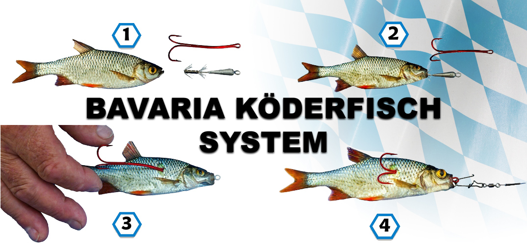 bavaria-koederfisch-system